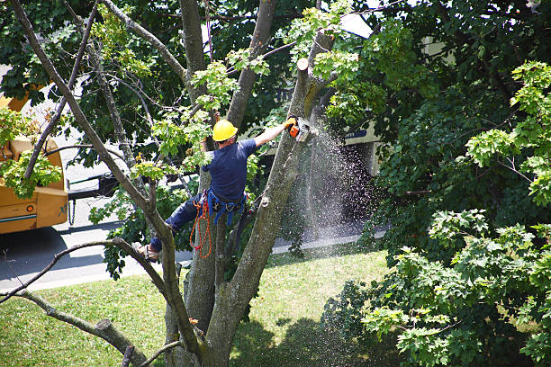  Moapa Valley, NV Tree Removal Services Pros